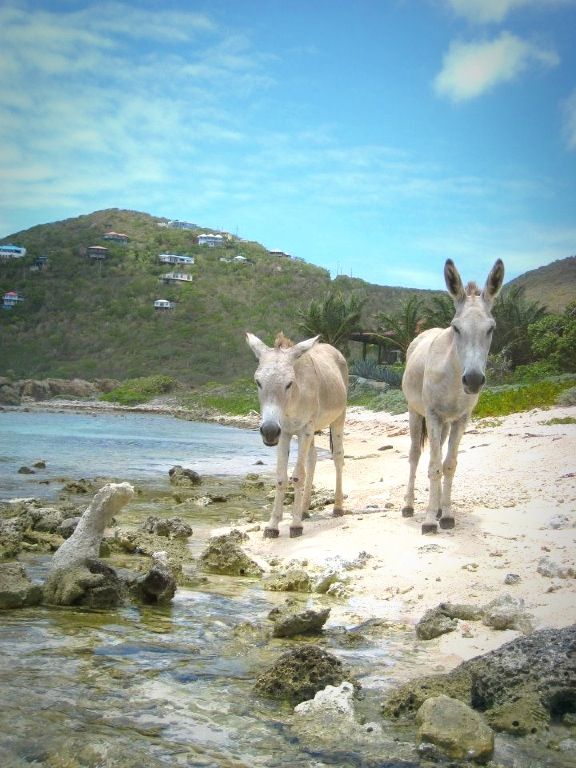 Donkeys at St John