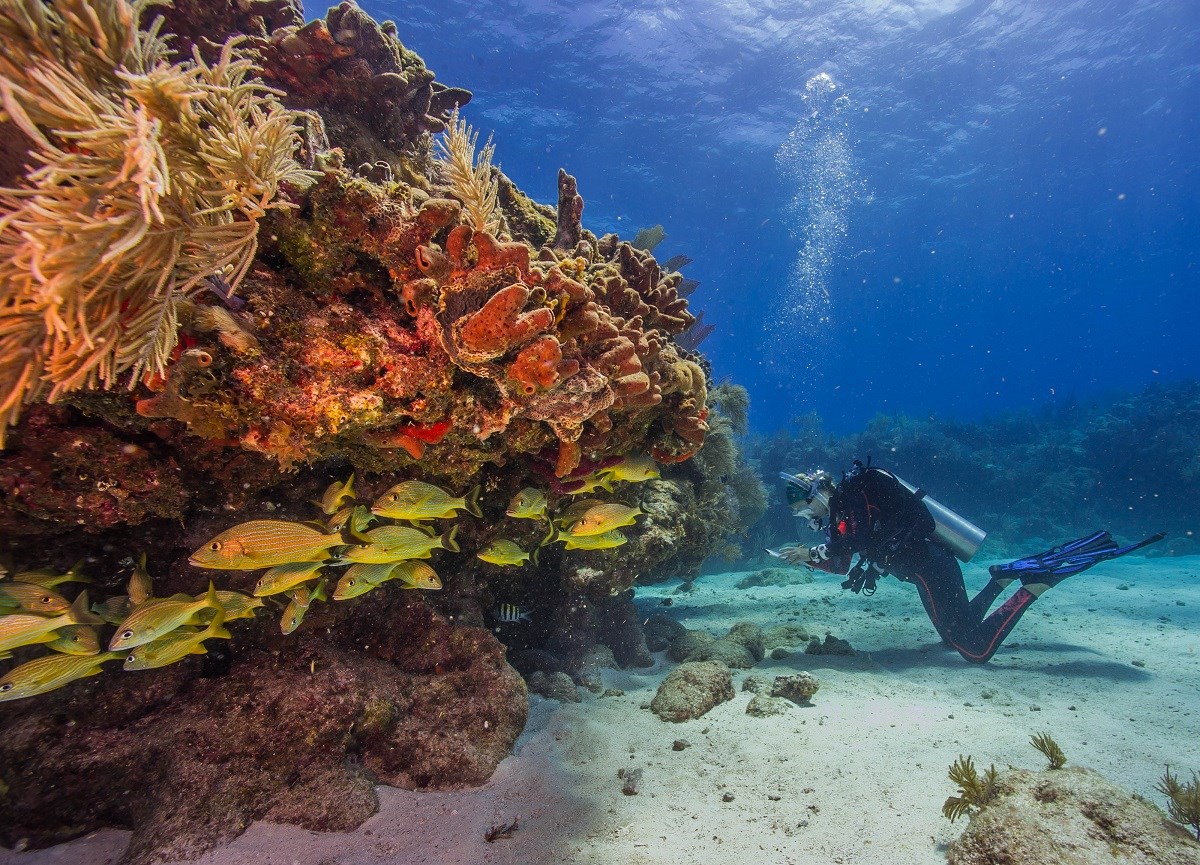 The Horizon of Coral and Silence: A Curated Journey to Anegada